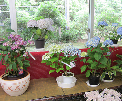 田主丸にある内山緑地建設株式会社 さんぽ道ホールの植物